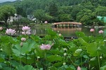 蓮の花Lotus flower0002